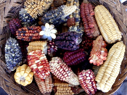 Corto Maltes, Amazonia.